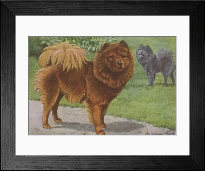Framed Print : Two Chow Dogs Standing Framed Print : Two Chow Dogs Standing