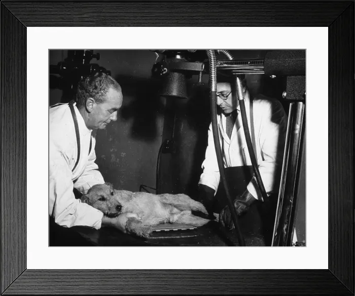 Framed Print : Examining a Dog Framed Print : Examining a Dog