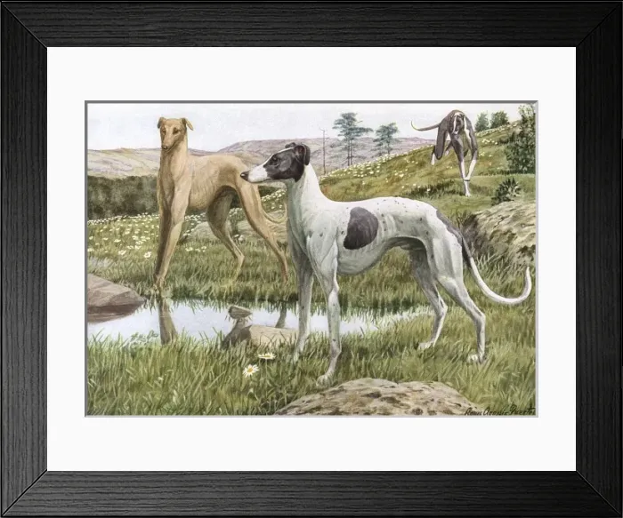 Framed Print : Greyhounds in Country Framed Print : Greyhounds in Country
