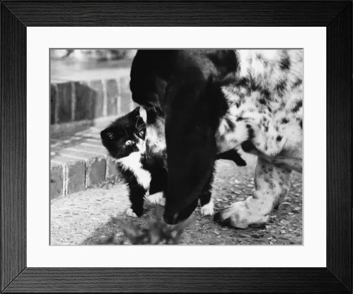 Framed Print : Kitten & Dog Framed Print : Kitten & Dog