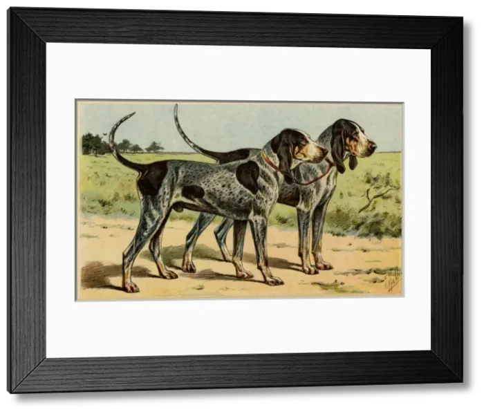 Framed Print : Gascon Saintangeois Framed Print : Gascon Saintangeois