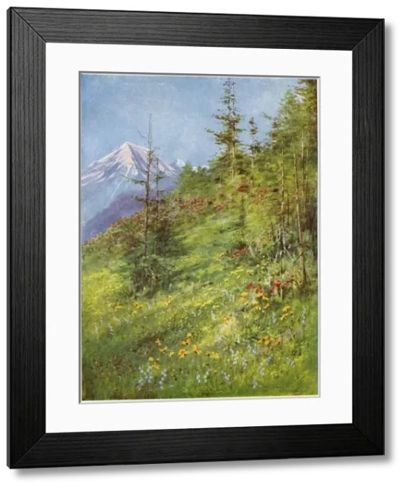 Framed Print : Alpine Meadow Framed Print : Alpine Meadow