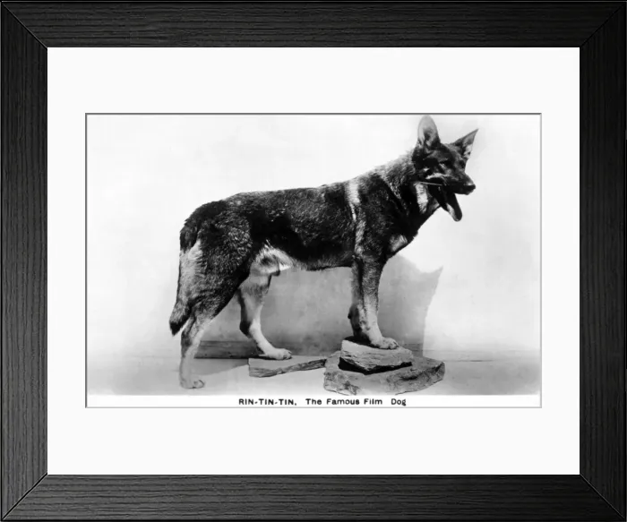 Framed Print : Rin Tin Tin Framed Print : Rin Tin Tin