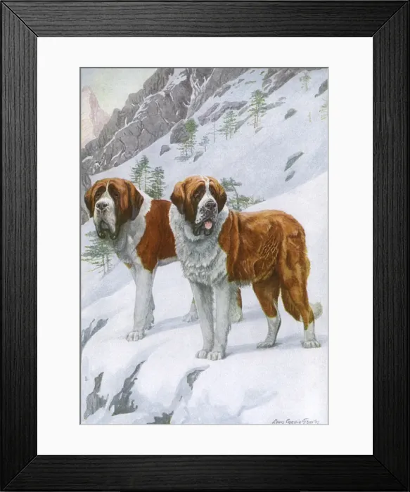 Framed Print : Two St Bernards in Snow Framed Print : Two St Bernards in Snow