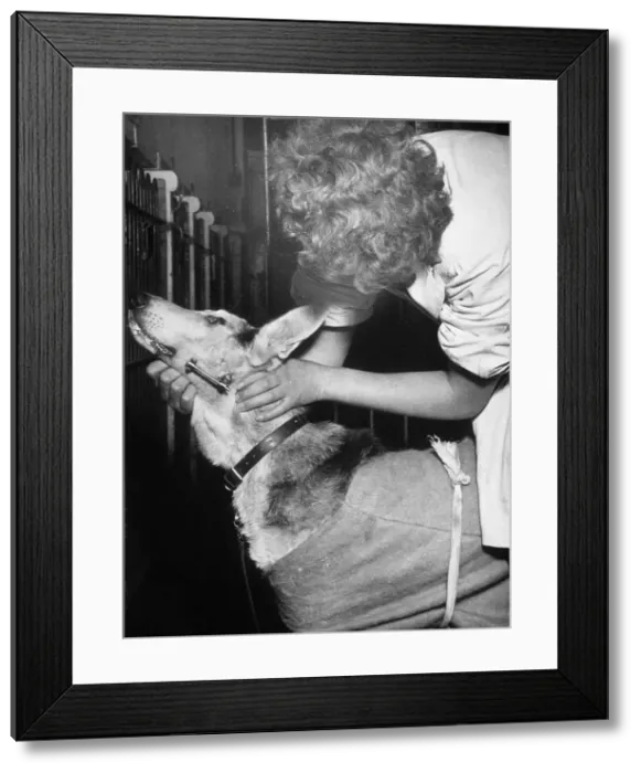 Framed Print : Dog with Jaw Splint Framed Print : Dog with Jaw Splint