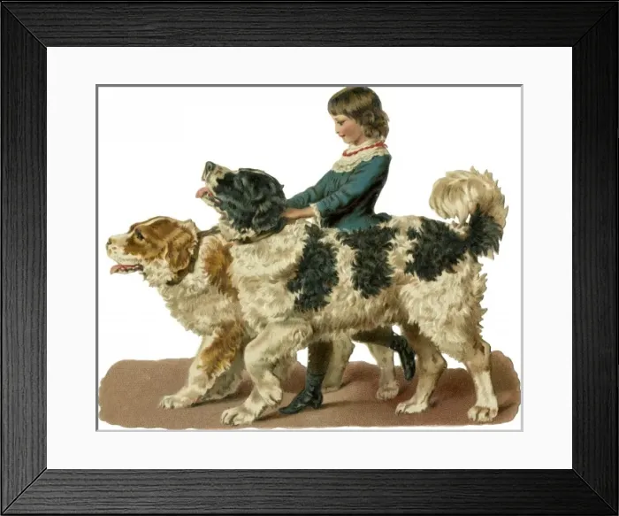 Framed Print : Newfoundland Scrap Framed Print : Newfoundland Scrap