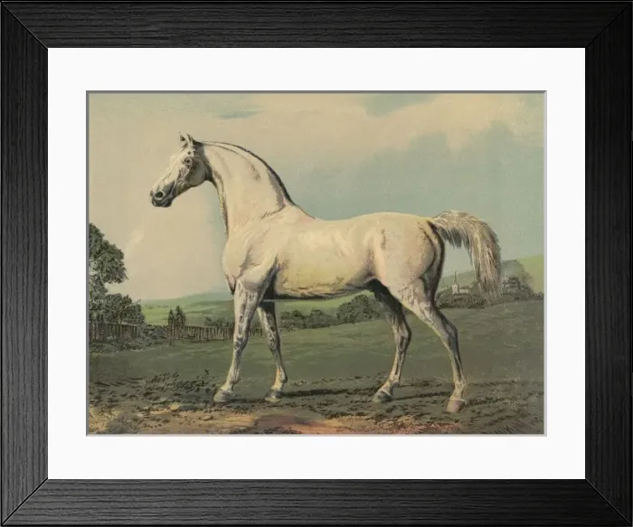 Framed Print : Mambrino (Racehorse) Framed Print : Mambrino (Racehorse)