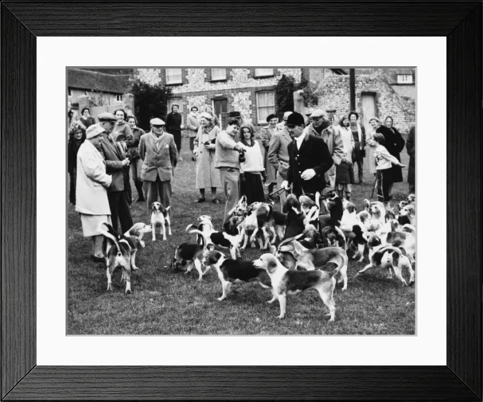 Framed Print : Fox Meet 1960S Framed Print : Fox Meet 1960S