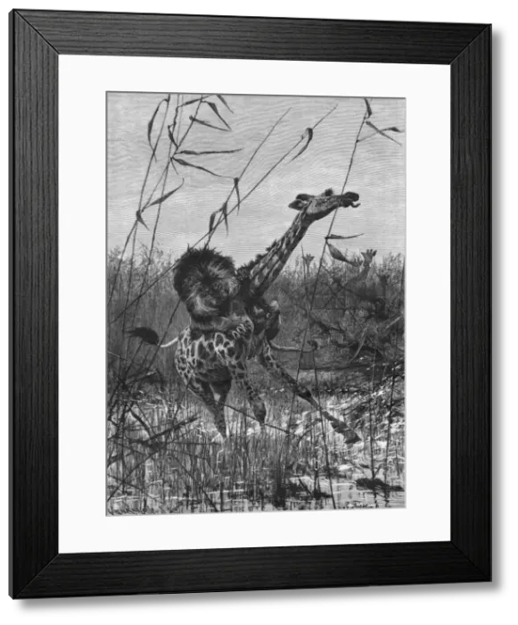 Framed Print : Lion Attacks Giraffe Framed Print : Lion Attacks Giraffe