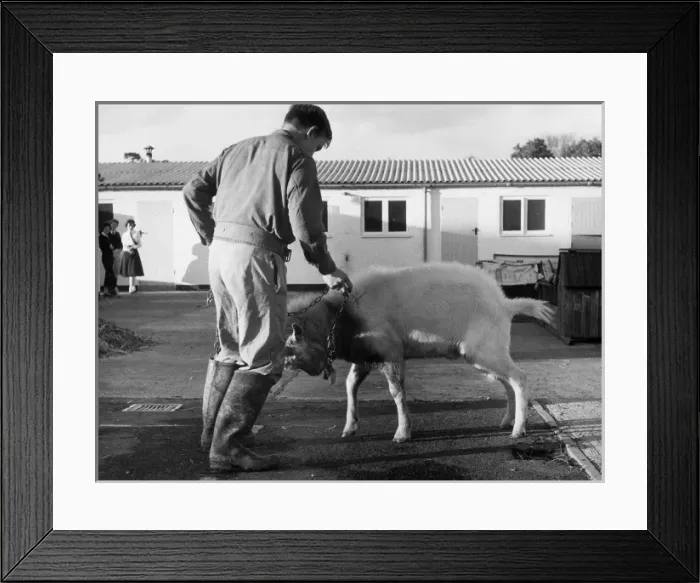 Framed Print : Goat / Harefield School Framed Print : Goat / Harefield School