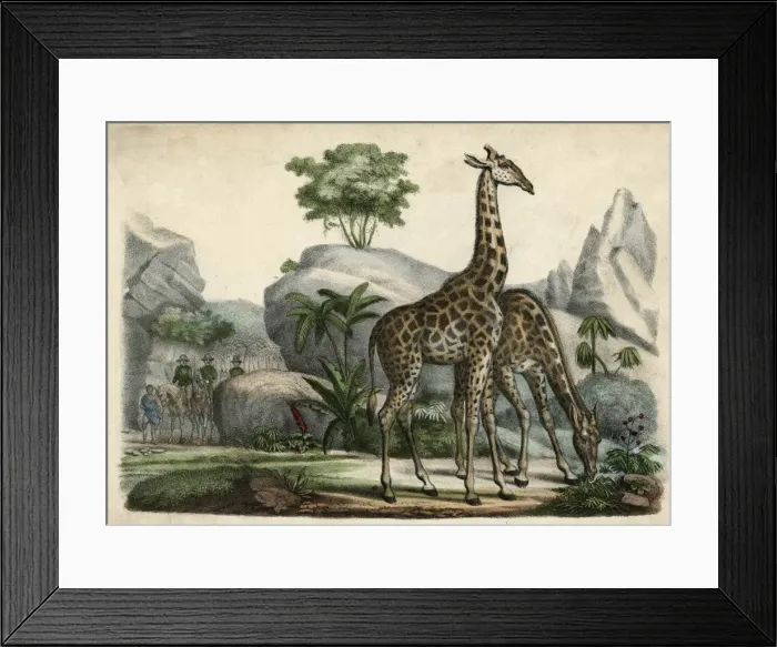 Framed Print : Giraffes Scent Danger Framed Print : Giraffes Scent Danger