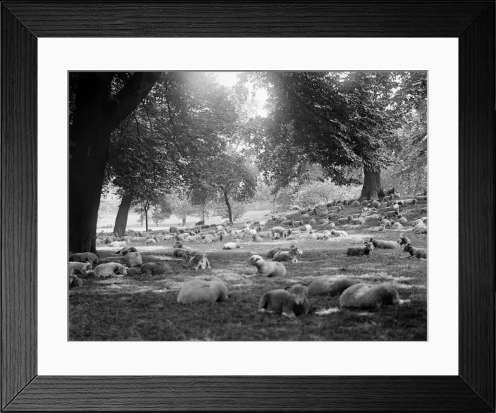 Framed Print : Sheep in Hyde Park Framed Print : Sheep in Hyde Park