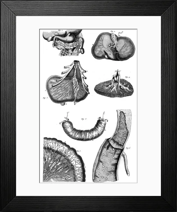 Framed Print : Internal Organs 18th C Framed Print : Internal Organs 18th C