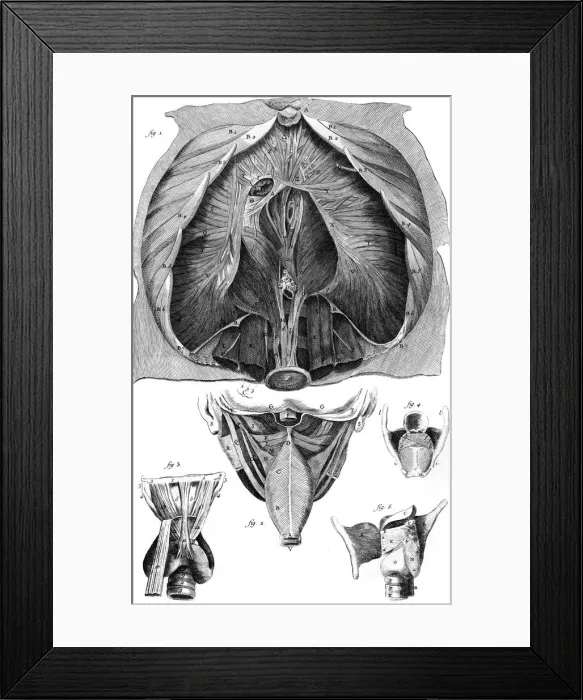 Framed Print : Anatomy / Larynx / Diaphragm Framed Print : Anatomy / Larynx / Diaphragm