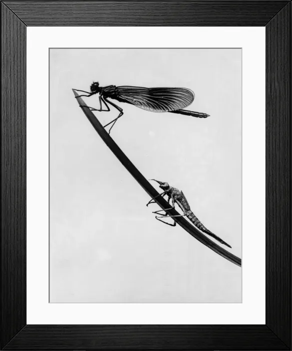 Framed Print : Dragonflies on Grass Framed Print : Dragonflies on Grass