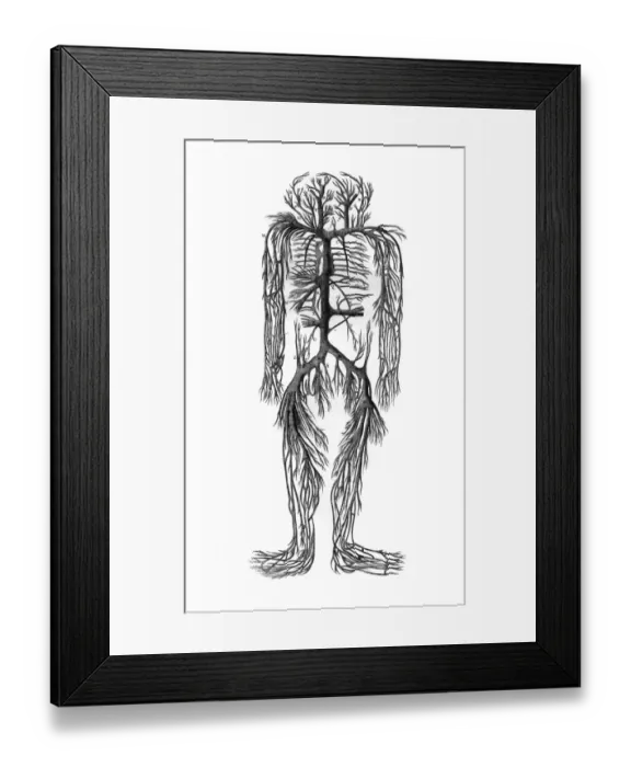 Framed Print : Venous System 18th C Framed Print : Venous System 18th C