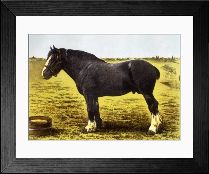 Framed Print : Horse  /  Grand National 19C