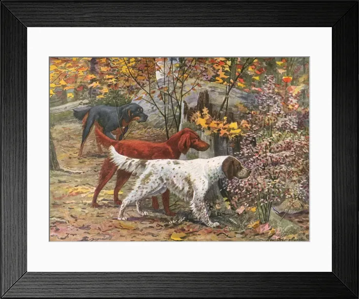 Framed Print : Assorted Setters Framed Print : Assorted Setters