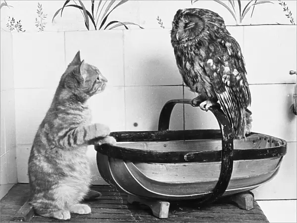 Owl & the Pussycat