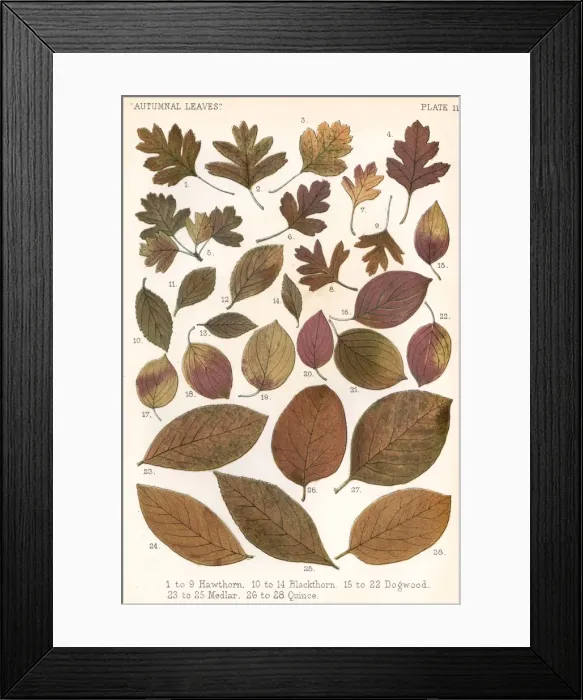 Framed Print : Autumnal Leaves Framed Print : Autumnal Leaves