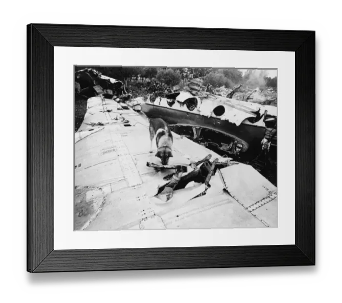 Framed Print : Police Sniffer Dog Framed Print : Police Sniffer Dog