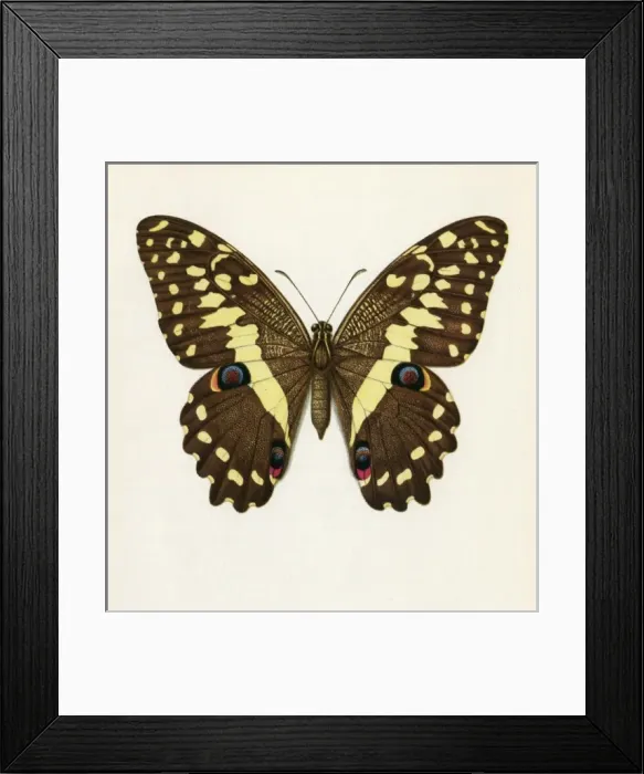 Framed Print : Papilio Demadocus Framed Print : Papilio Demadocus