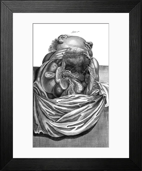 Framed Print : Internal Organs 18th C Framed Print : Internal Organs 18th C