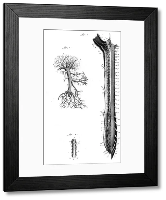 Framed Print : Portal Vein 18th C Framed Print : Portal Vein 18th C