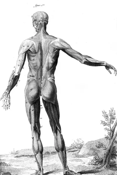 Muscles  /  Anatomy 18th C