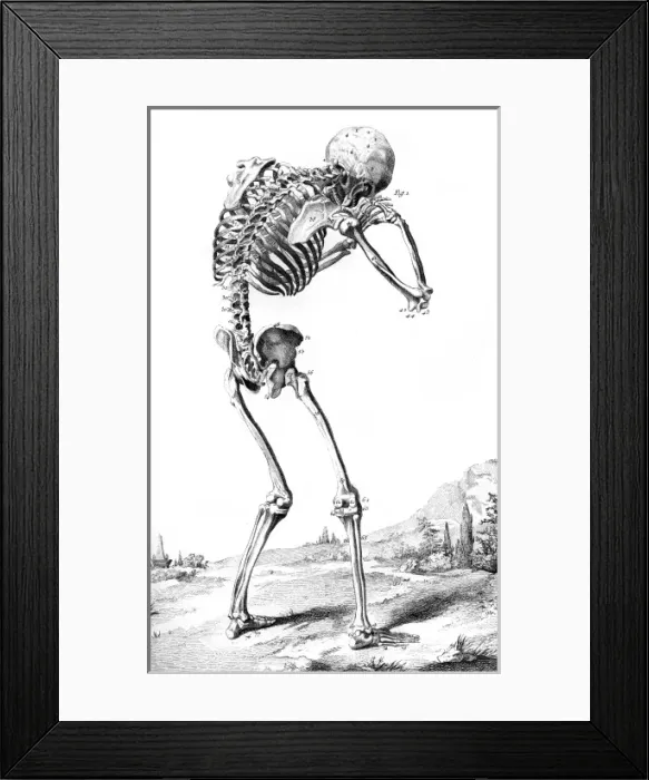 Framed Print : Skeleton from Behind Framed Print : Skeleton from Behind