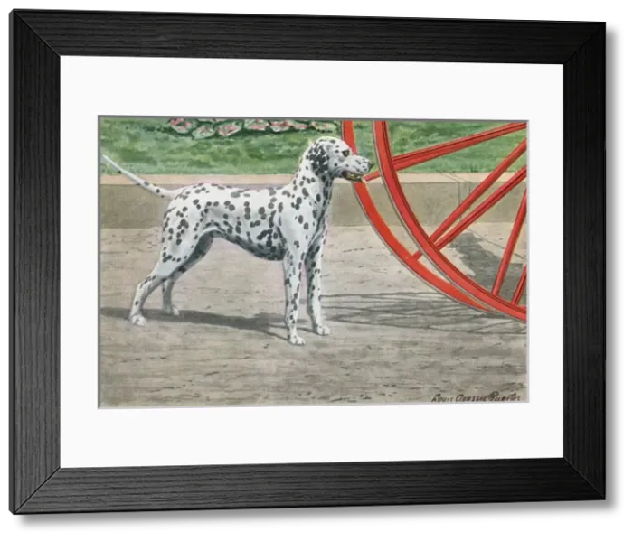 Framed Print : Dalmatian by Coach Wheel Framed Print : Dalmatian by Coach Wheel