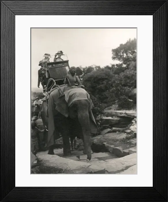 Framed Print : Elephant Transport C1920