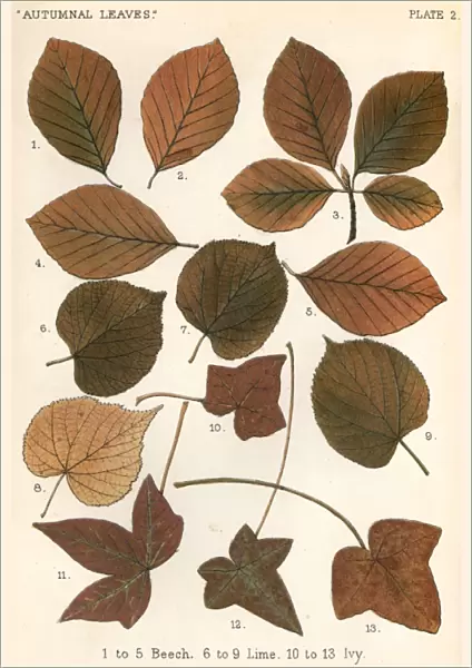 Beech, Lime, Ivy Leaves