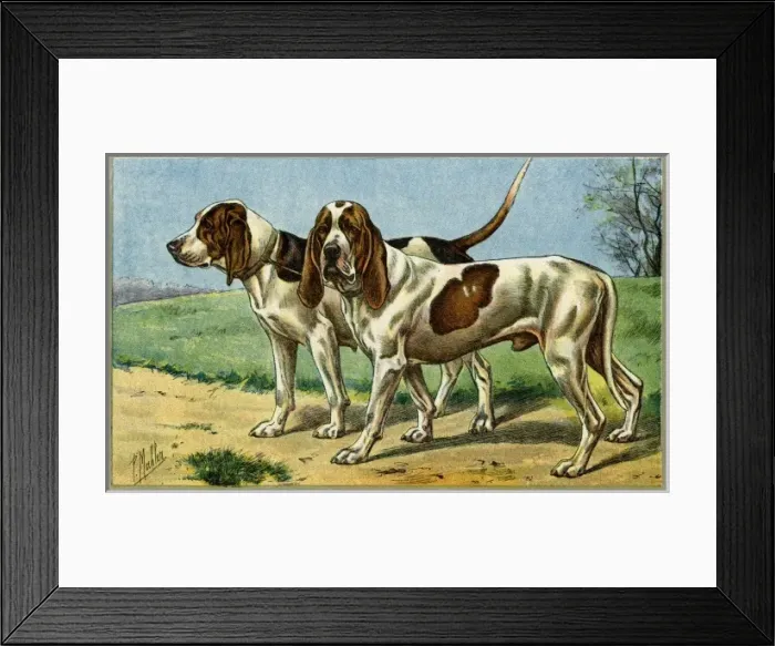 Framed Print : Briquet D artois Framed Print : Briquet D artois