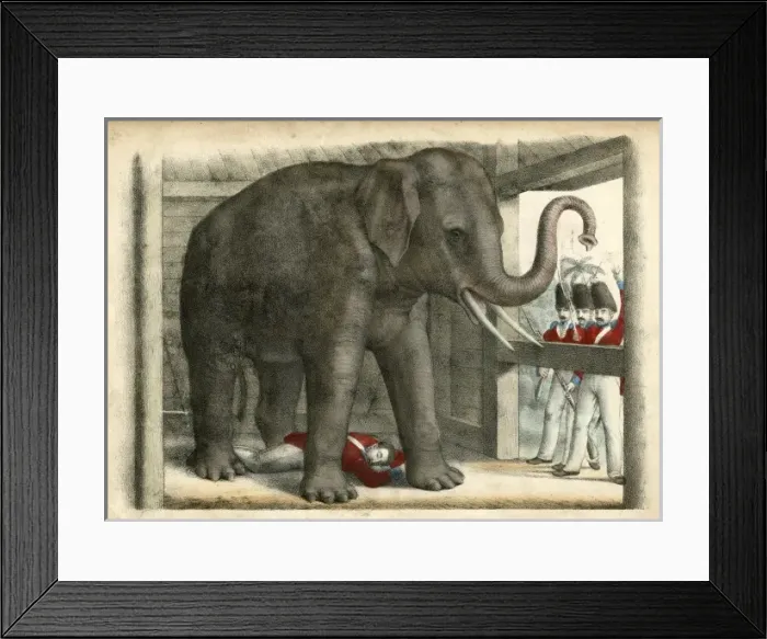Framed Print : Elephant / Trooper C1845 Framed Print : Elephant / Trooper C1845
