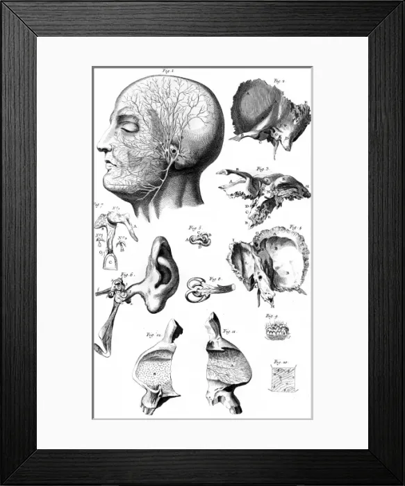 Framed Print : Ear Anatomy 18th Century Framed Print : Ear Anatomy 18th Century