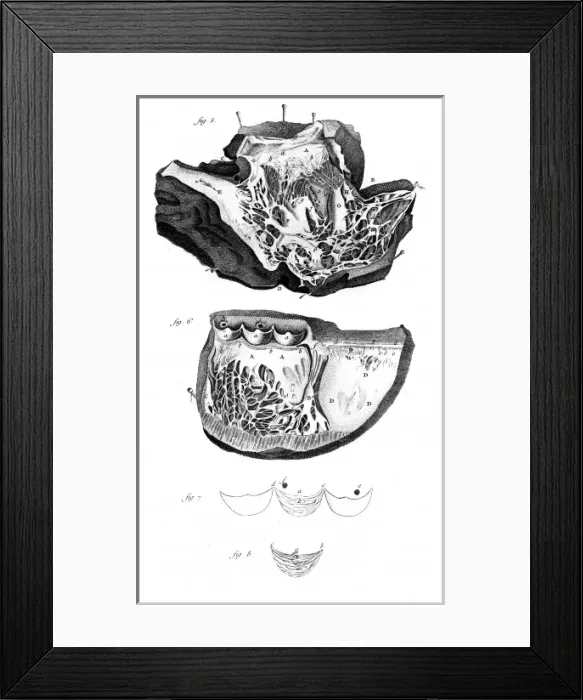 Framed Print : Anatomy of the Heart Framed Print : Anatomy of the Heart