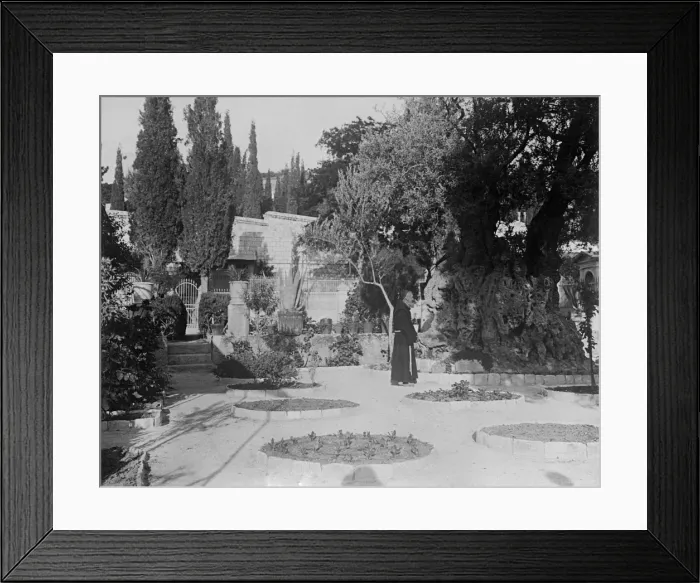 Framed Print : The Garden of Gethsemane Framed Print : The Garden of Gethsemane
