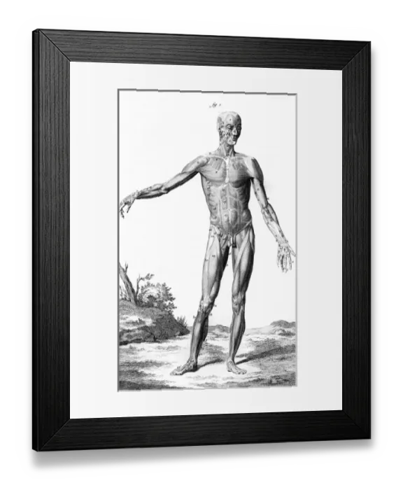 Framed Print : Muscles / Anatomy 18th C Framed Print : Muscles / Anatomy 18th C