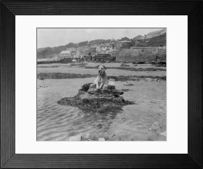 Framed Print : Dog on a Rock Framed Print : Dog on a Rock