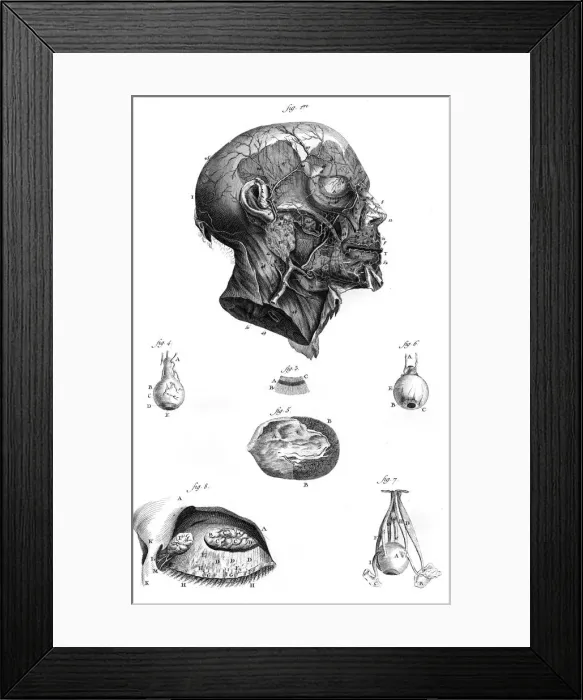Framed Print : Arteries of the Face Framed Print : Arteries of the Face