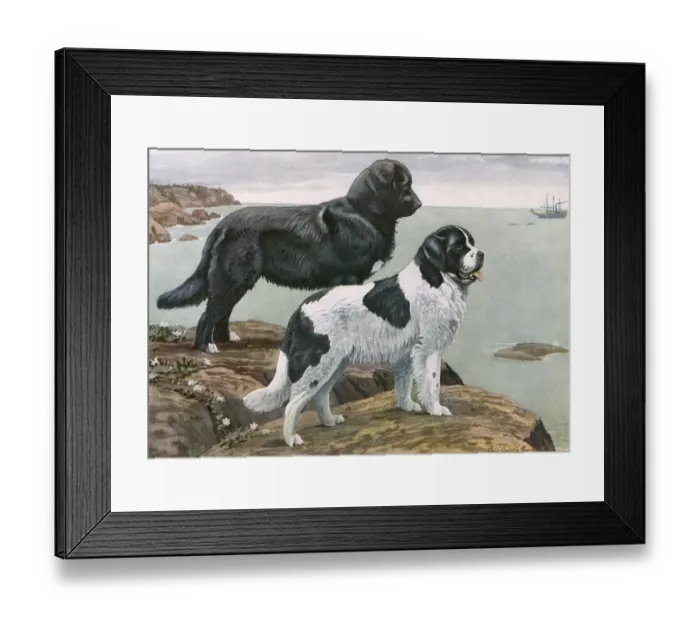 Framed Print : Newfoundlands by Water Framed Print : Newfoundlands by Water