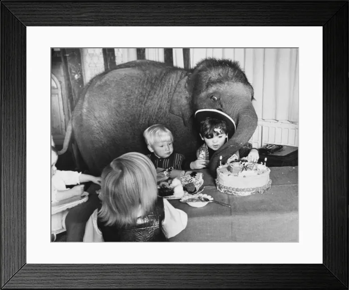 Framed Print : Elephant at a Party Framed Print : Elephant at a Party