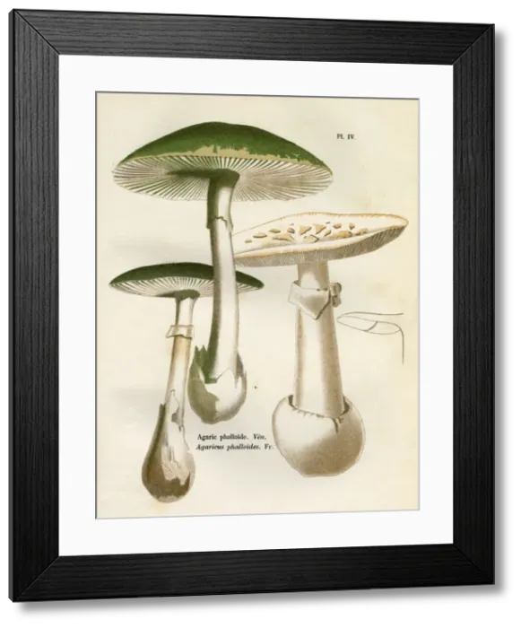 Framed Print : Funghi / Cordier 4 1876 Framed Print : Funghi / Cordier 4 1876