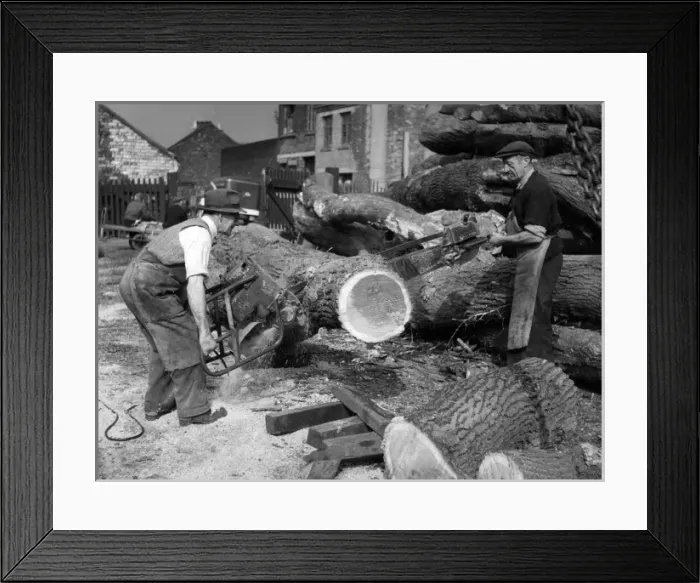 Framed Print : Cutting Huge Logs Framed Print : Cutting Huge Logs