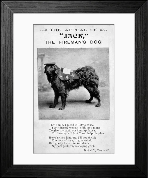 Framed Print : Jack, Firemans Dog Framed Print : Jack, Firemans Dog