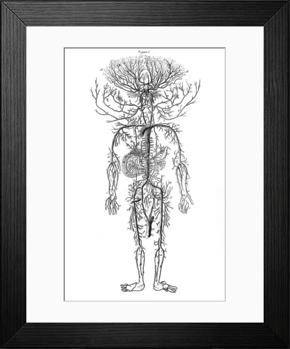 Framed Print : Arterial System / Drake Framed Print : Arterial System / Drake