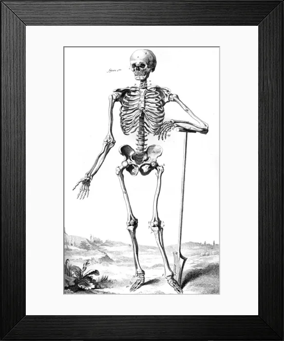 Framed Print : Skeleton 18th Century Framed Print : Skeleton 18th Century
