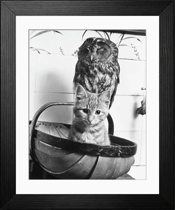 Framed Print : Owl & the Pussycat Framed Print : Owl & the Pussycat