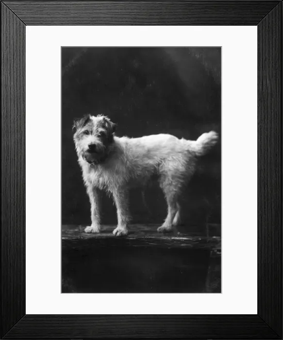 Framed Print : Pet dog of Edward VII, Caesar Framed Print : Pet dog of Edward VII, Caesar